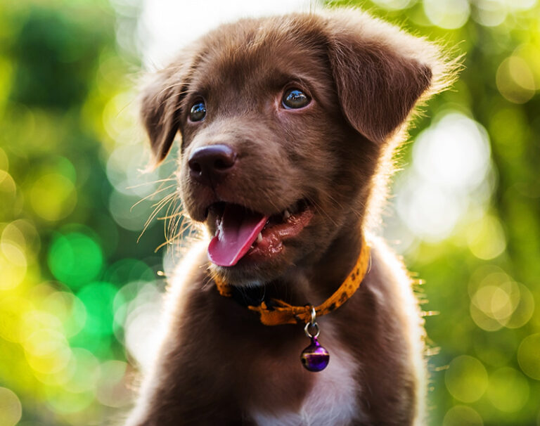 Positive Puppies Sydney #39 s leading dog and puppy training services